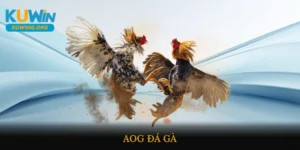AOG đá gà