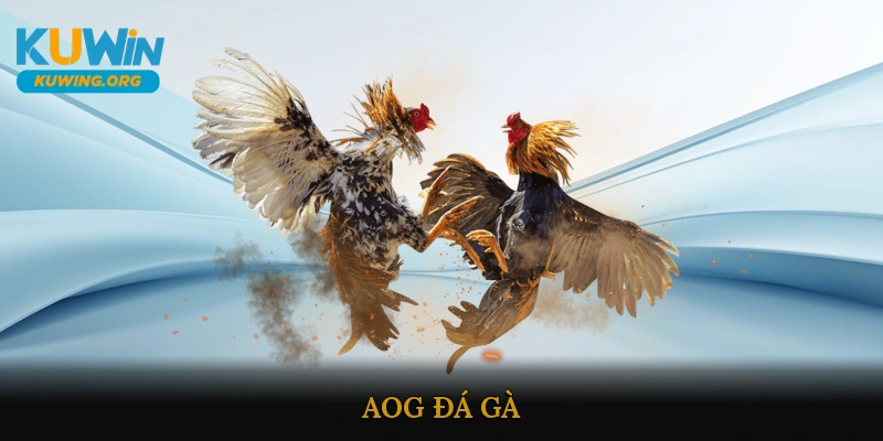AOG đá gà