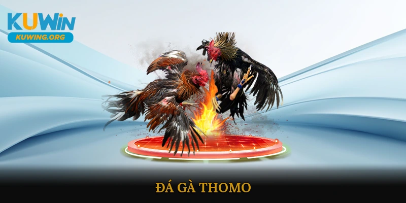 Đá Gà Thomo